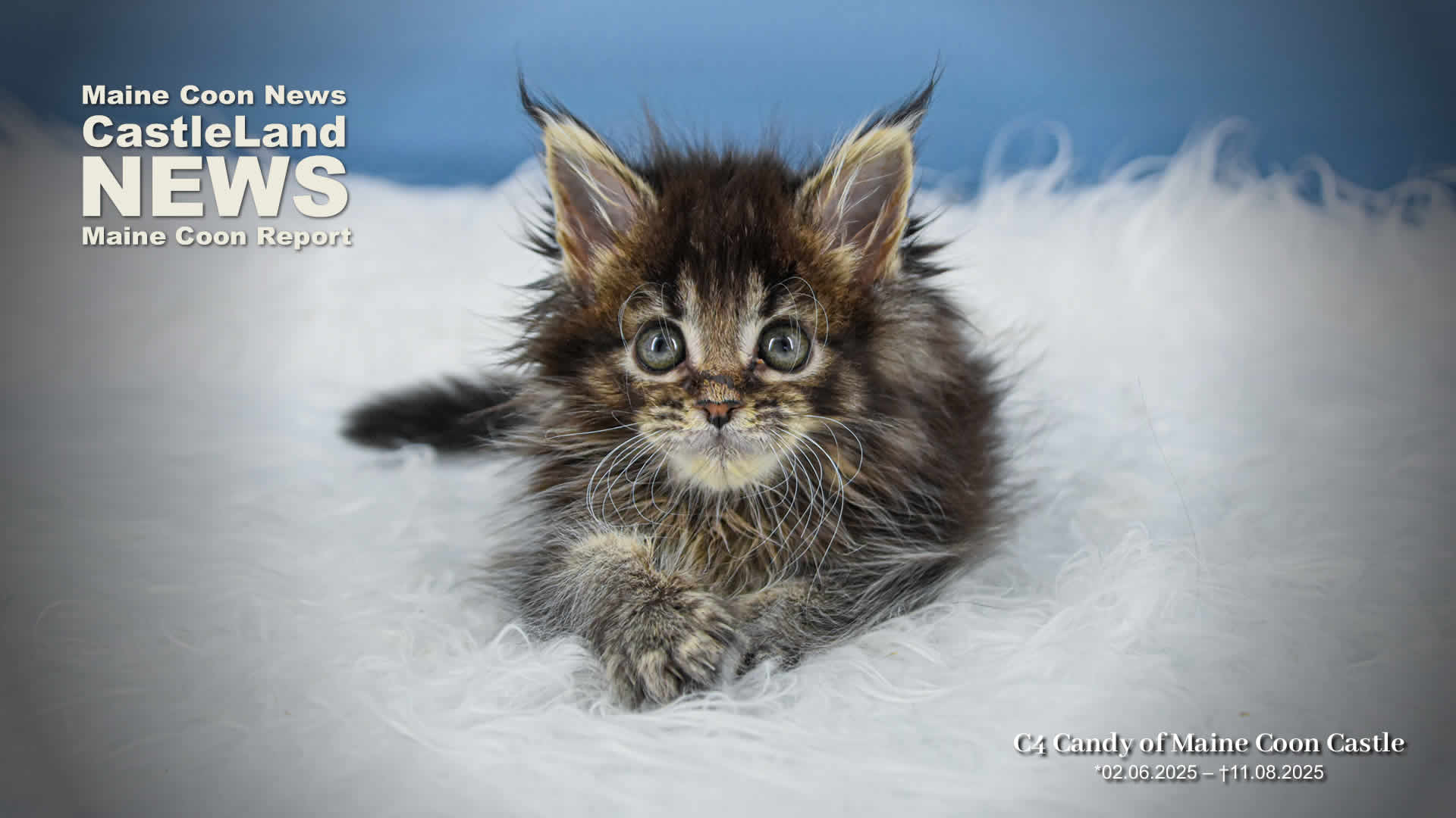 Maine Coon Report 08/2025