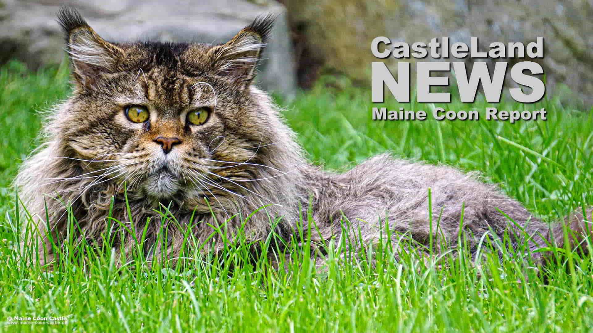 Maine Coon Report 09/2025