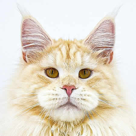 Maine Coon Kater Alex of Maine Coon Castle