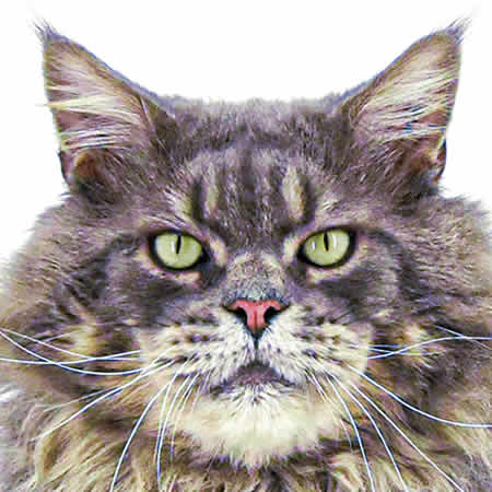 Maine Coon Kater Buddy of Maine Coon Castle