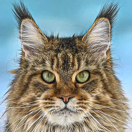 Maine Coon Katze Evi of Maine Coon Castle