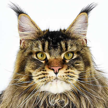 Maine Coon Kater Zeno of Maine Coon Castle
