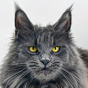 Mascha of Maine Coon Castle