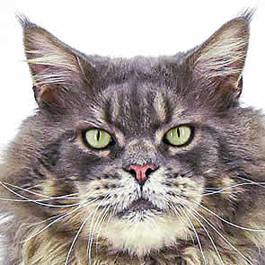 Buddy of Maine Coon Castle