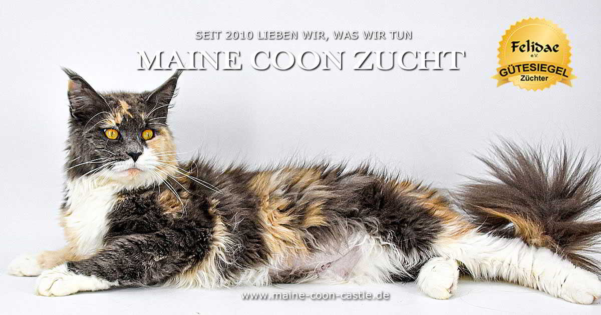 Eine Maine Coon bei Maine Coon Castle kaufen