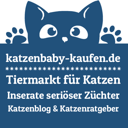 Katzenbaby-kaufen - Tiermarkt - Katzenblog & Katzenratgeber